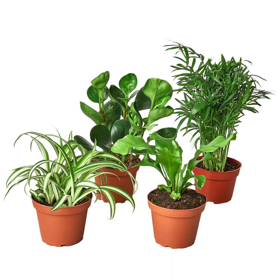 Pet-Friendly Houseplants: 10 Safe Plants for Homes with Curious Paws