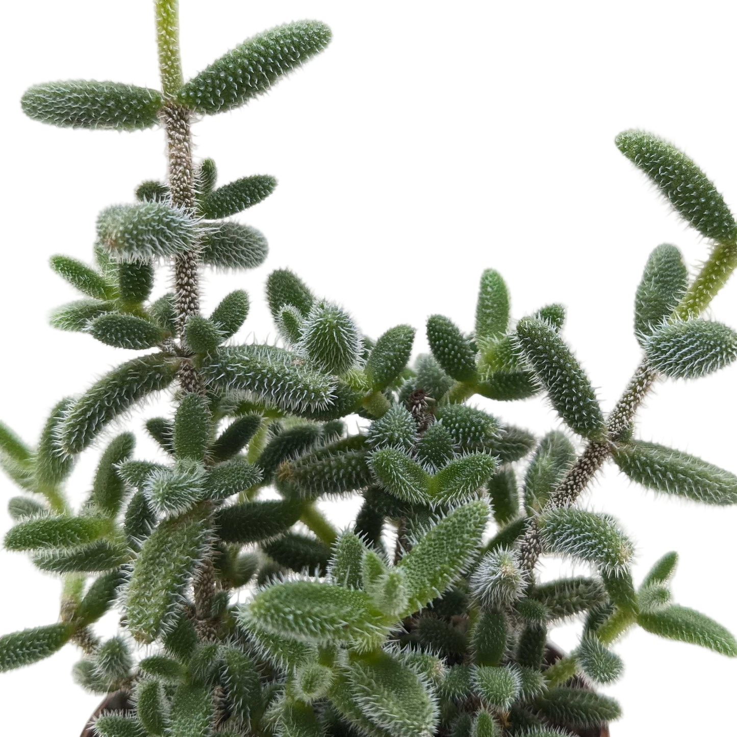 Delosperma echinatum 'Pickle Plant'