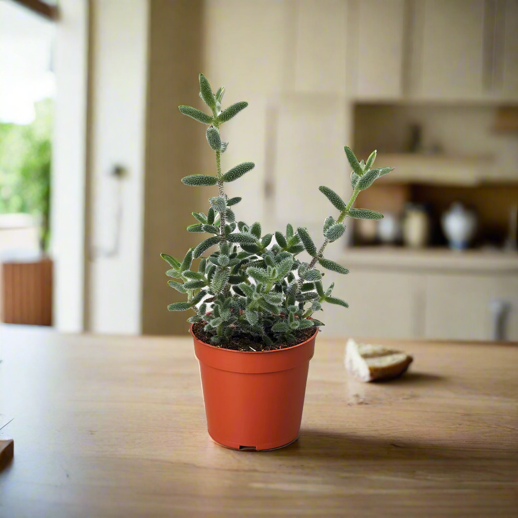 Delosperma echinatum 'Pickle Plant'