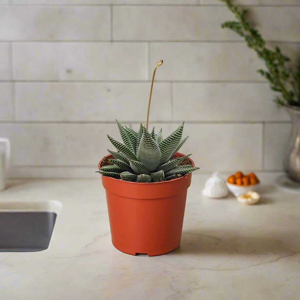 Succulent Haworthia Miami