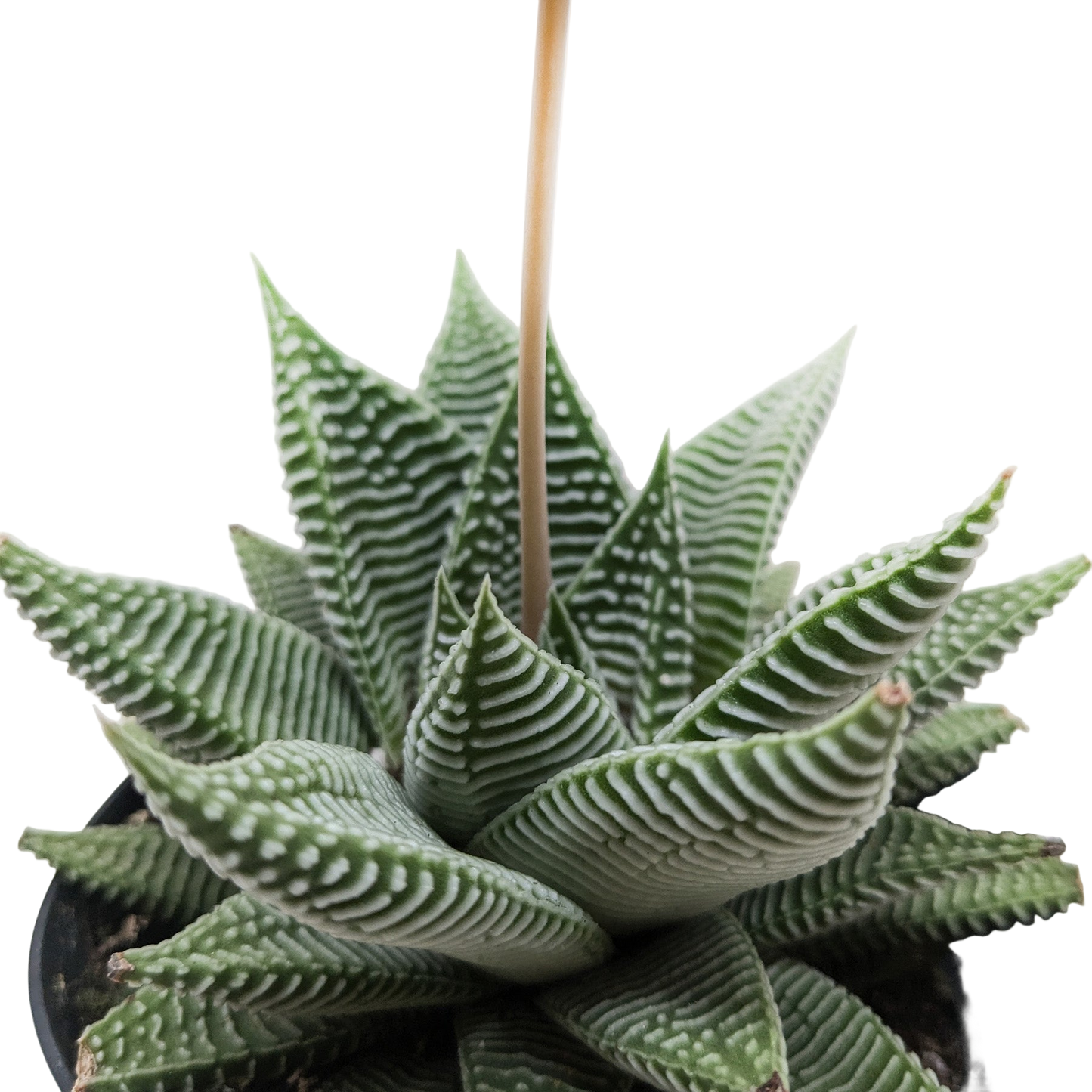 Succulent Haworthia Miami