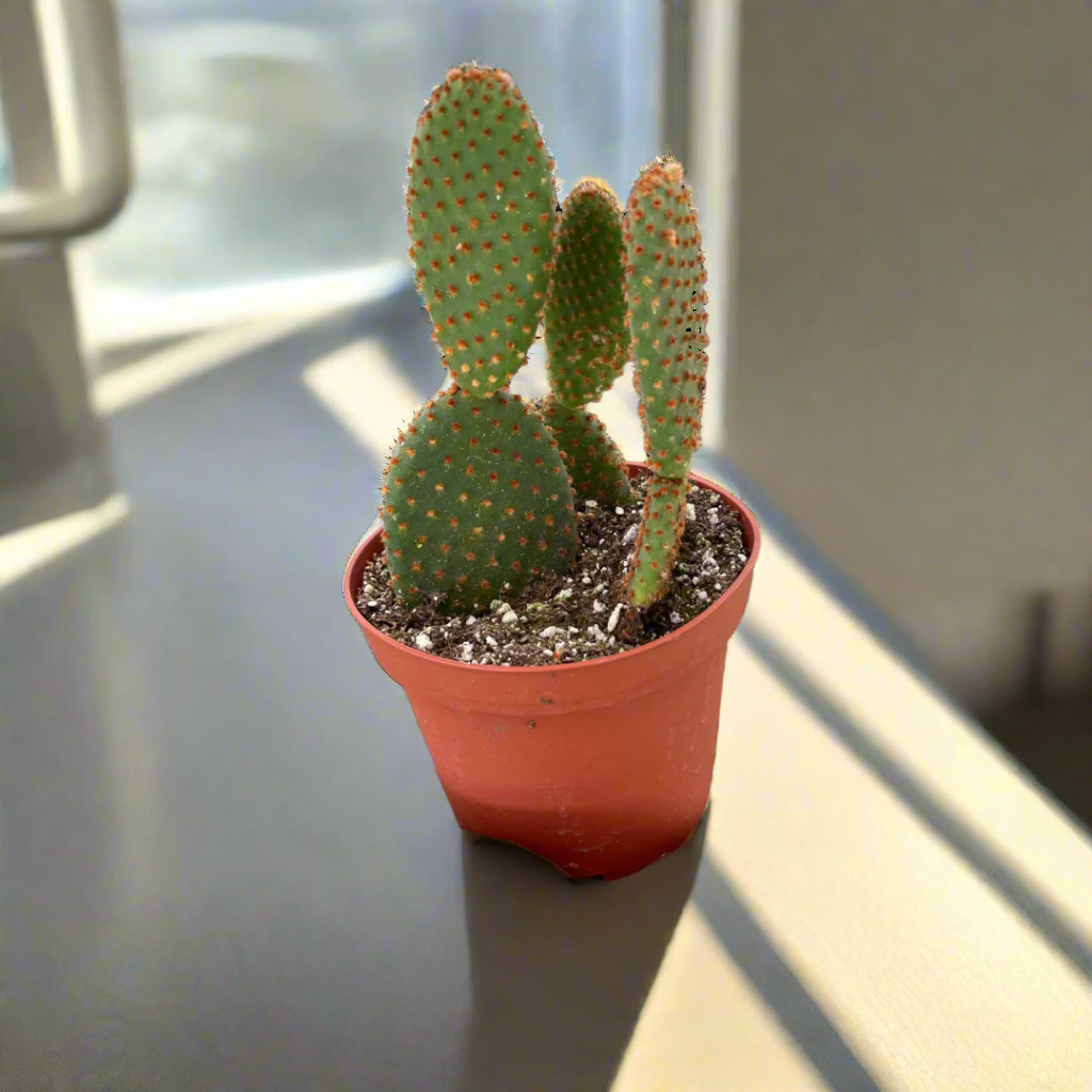 Opuntia 'Microdasys' (Bunny Ear Cactus)