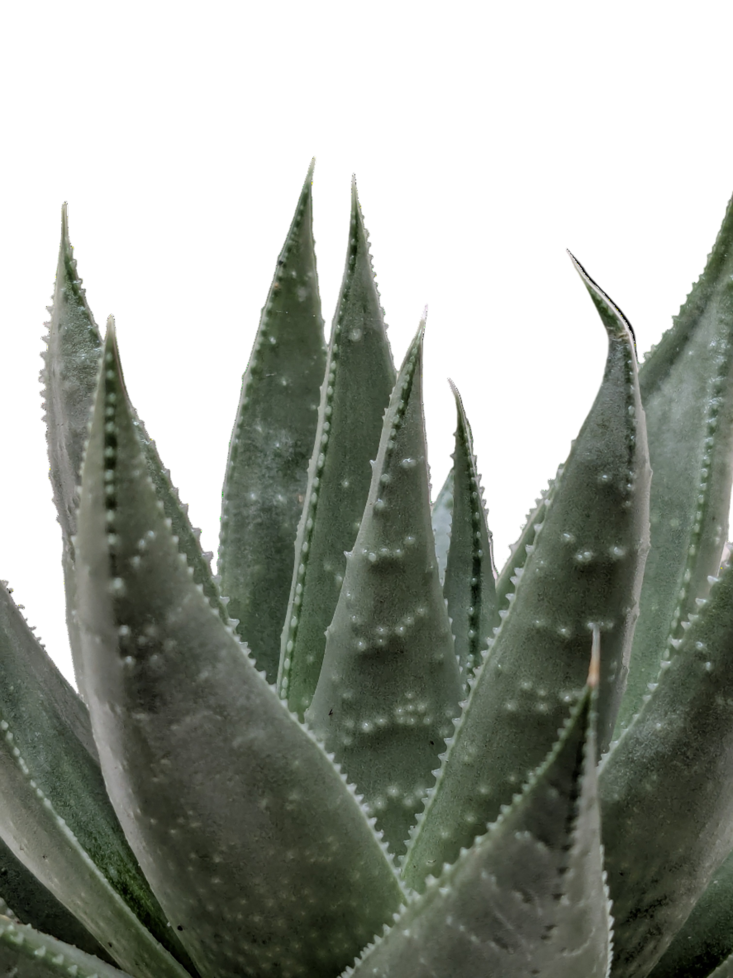 Succulent Haworthia Savanna