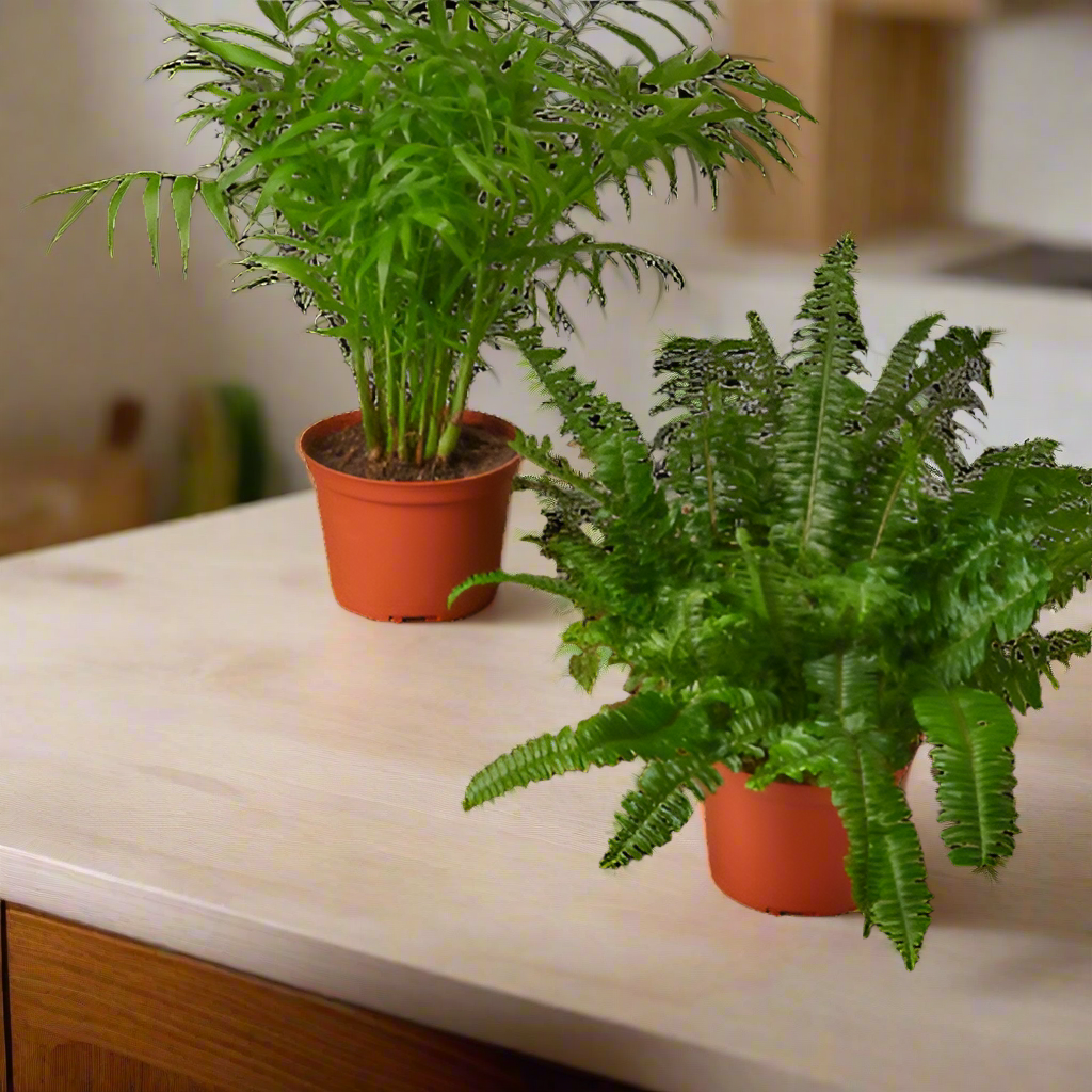 Two 6" Pet-Friendly Premium Plants Subscription box