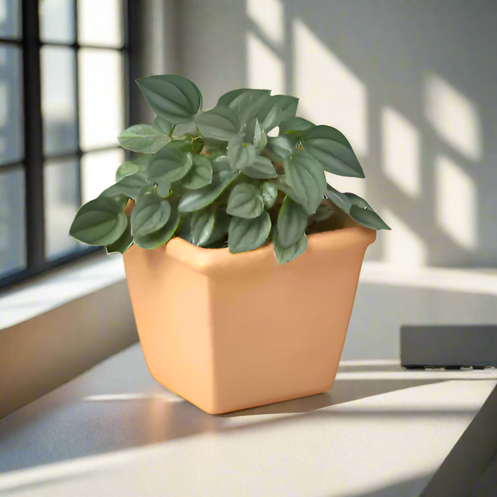 One Pre-Potted Subscription Box