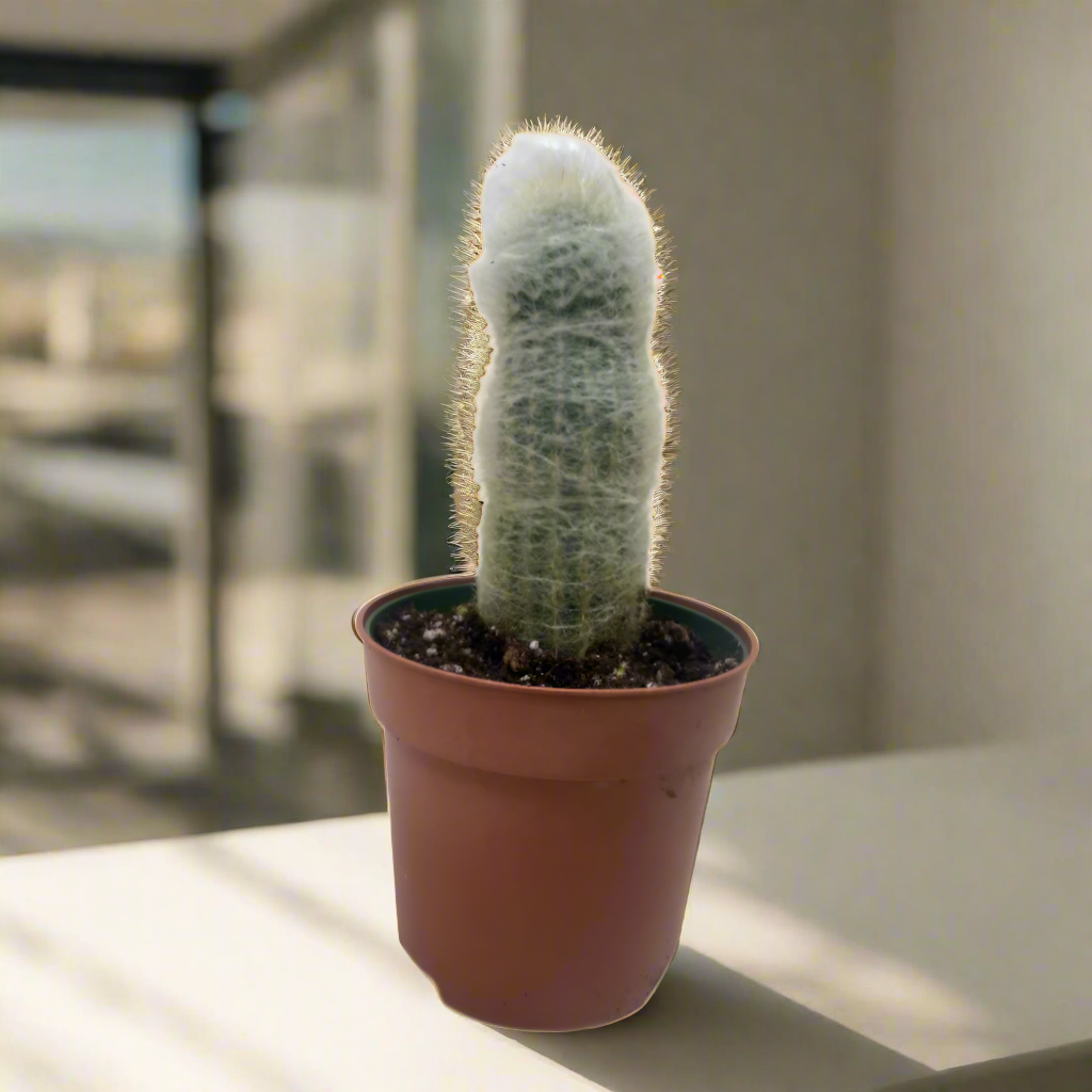 Succulent Cactus Old Man