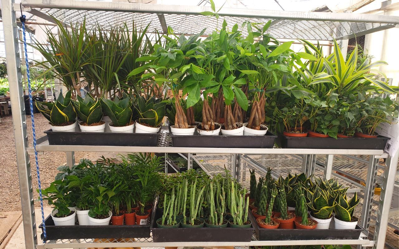 house plants subscription box One Mystery Plant Monthly Subscription Box – Pricks and Giggles