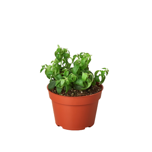 One Succulent Monthly Subscription Box