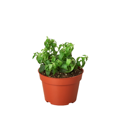 One Succulent Monthly Subscription Box