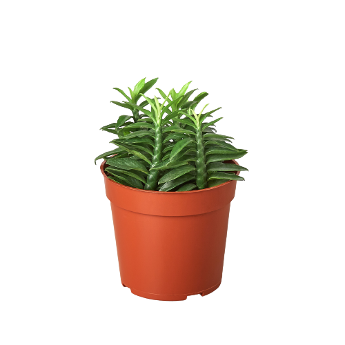 One Succulent Monthly Subscription Box