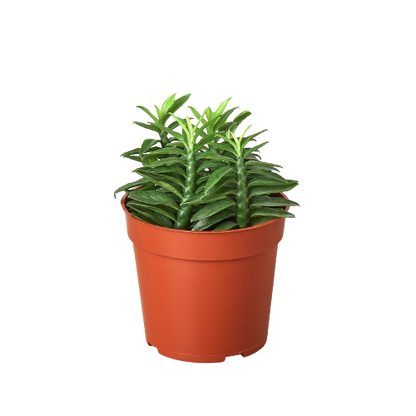 One Succulent Monthly Subscription Box