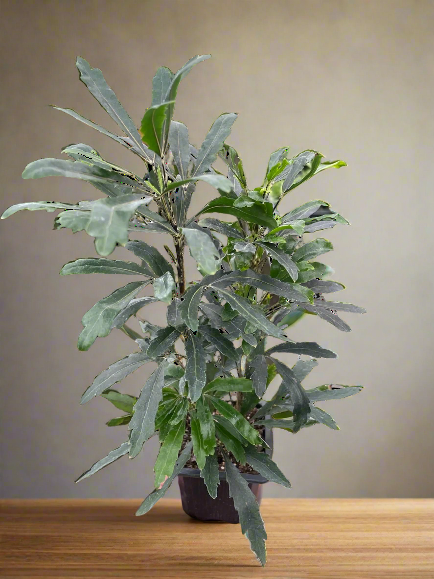 Aralia 'Green'