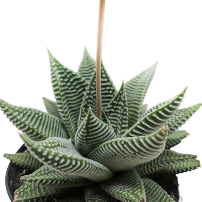 Succulent Haworthia Miami
