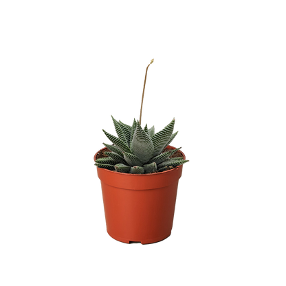 Succulent Haworthia Miami