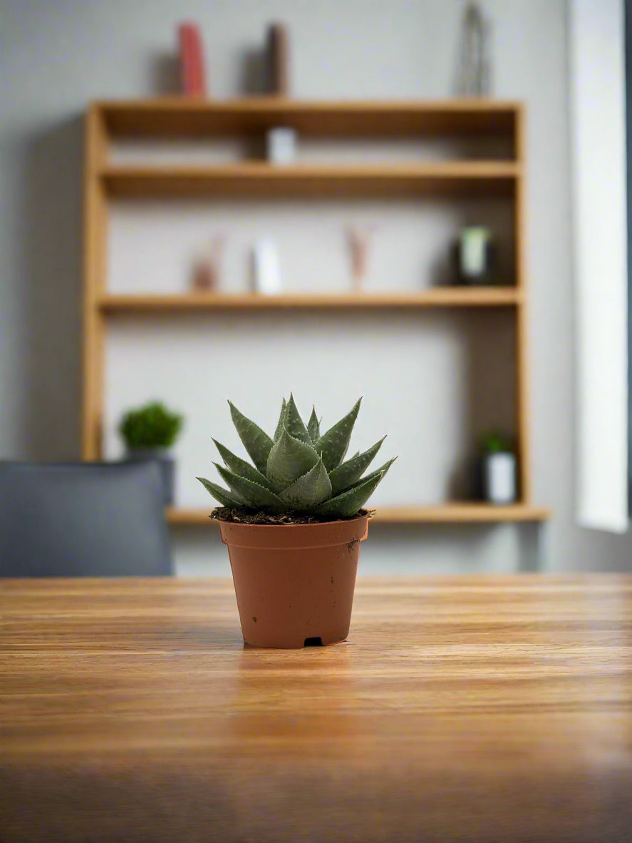 Succulent Haworthia Savanna