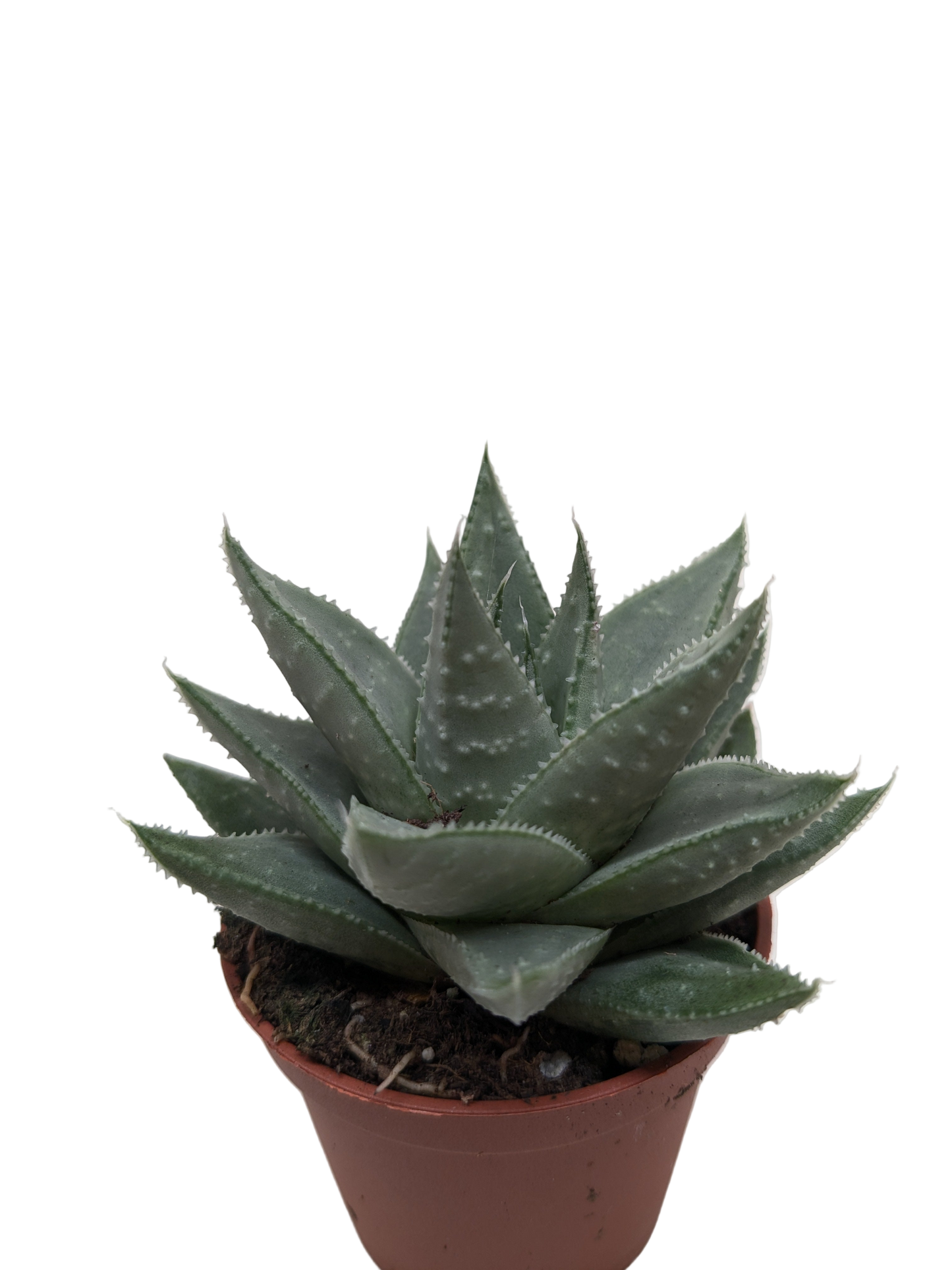 Succulent Haworthia Savanna