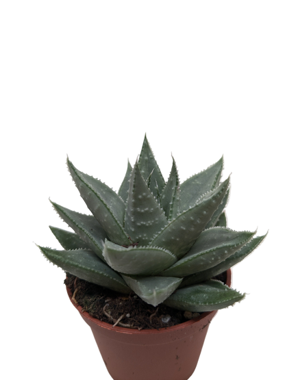 Succulent Haworthia Savanna