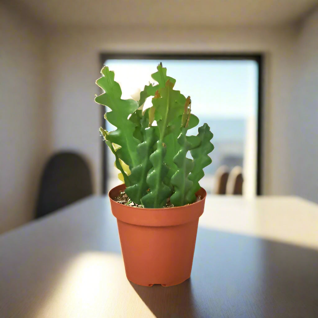 Epiphyllum 'Ric Rac' Cactus