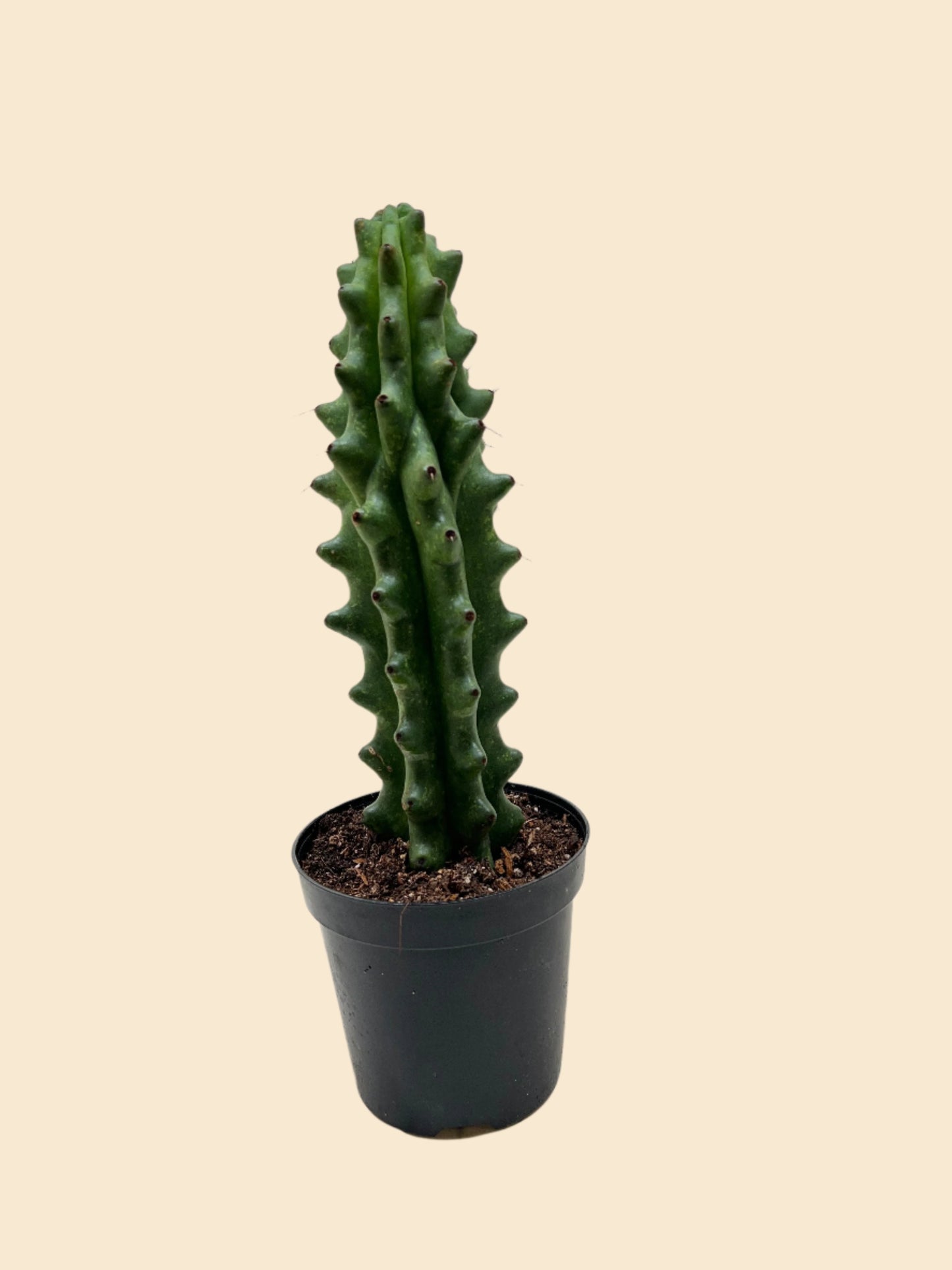 Succulent Cactus Ghost White Boobie