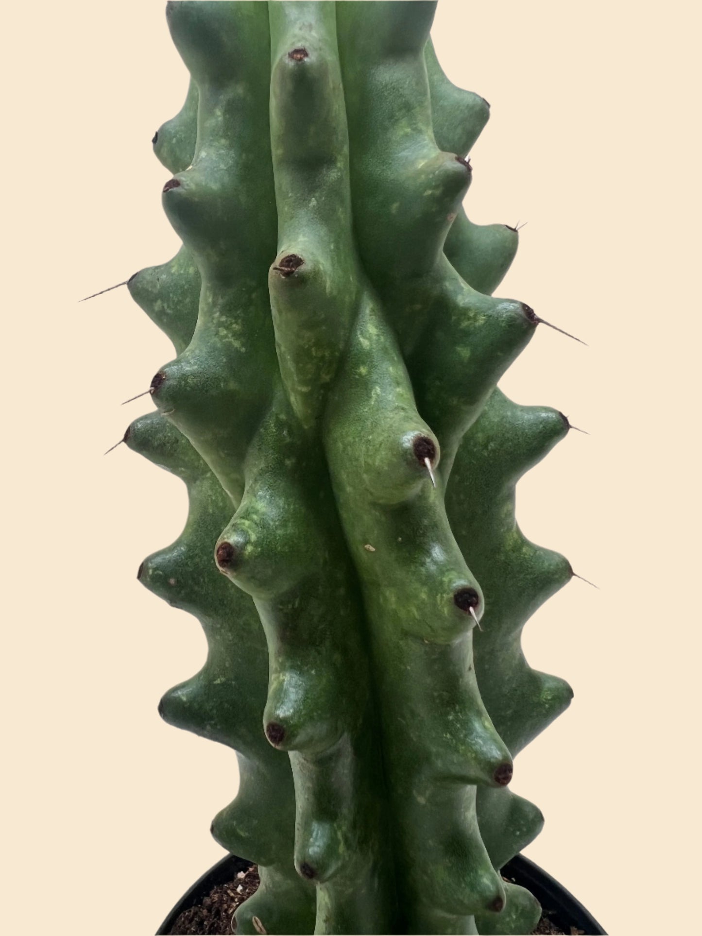Succulent Cactus Ghost White Boobie