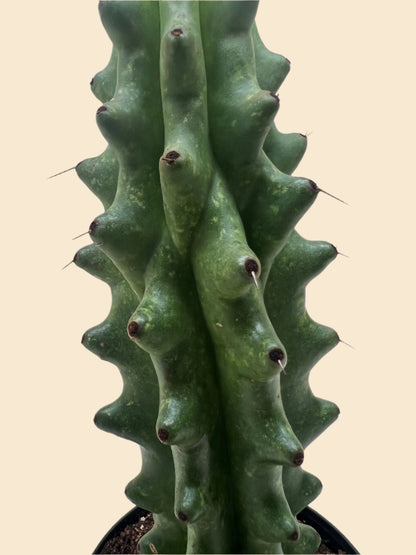 Succulent Cactus Ghost White Boobie