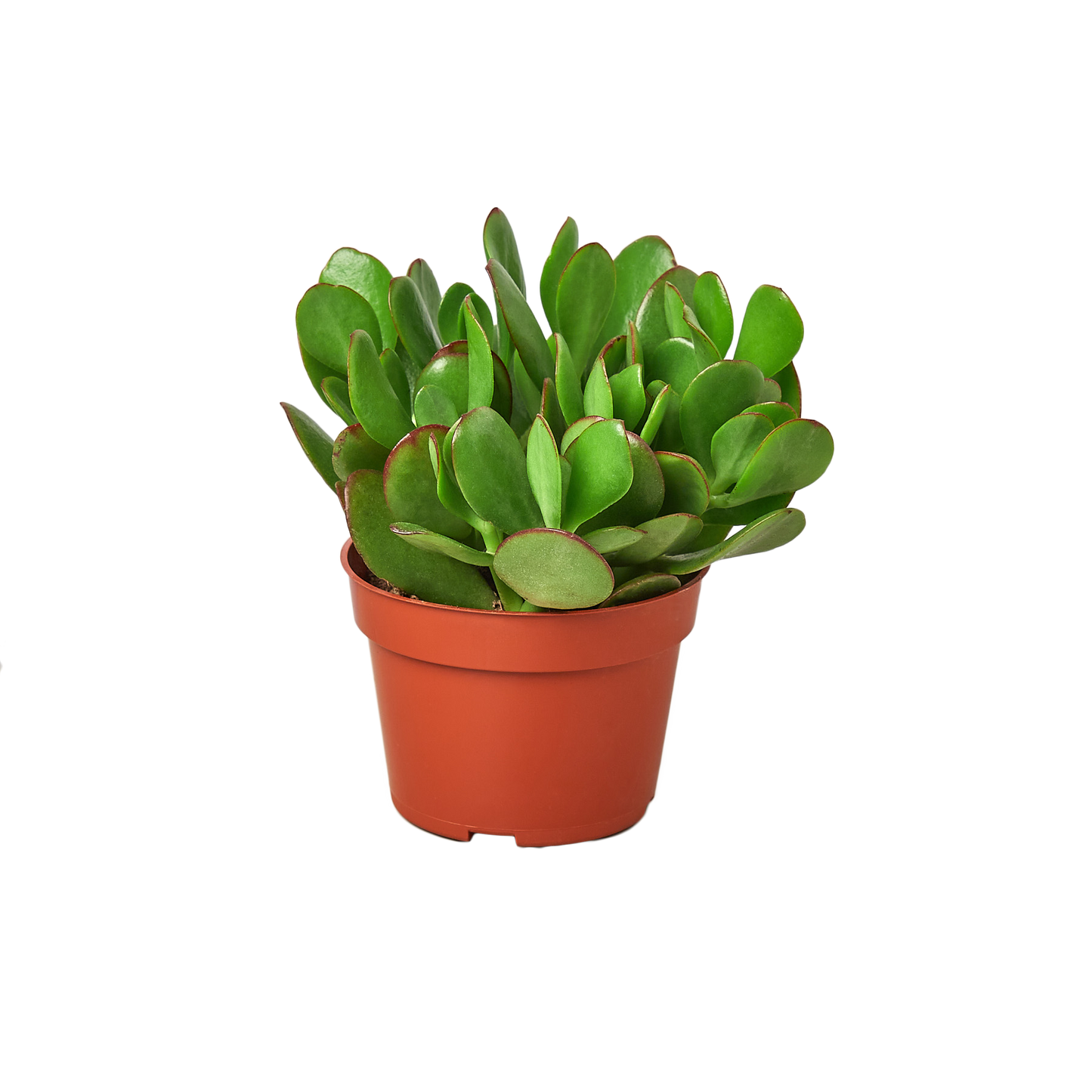 One Succulent Monthly Subscription Box