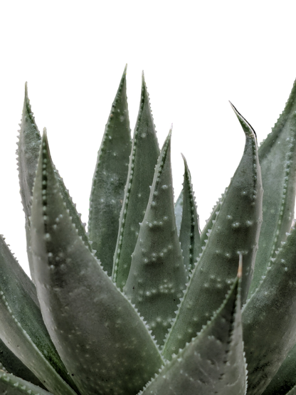 Succulent Haworthia Savanna