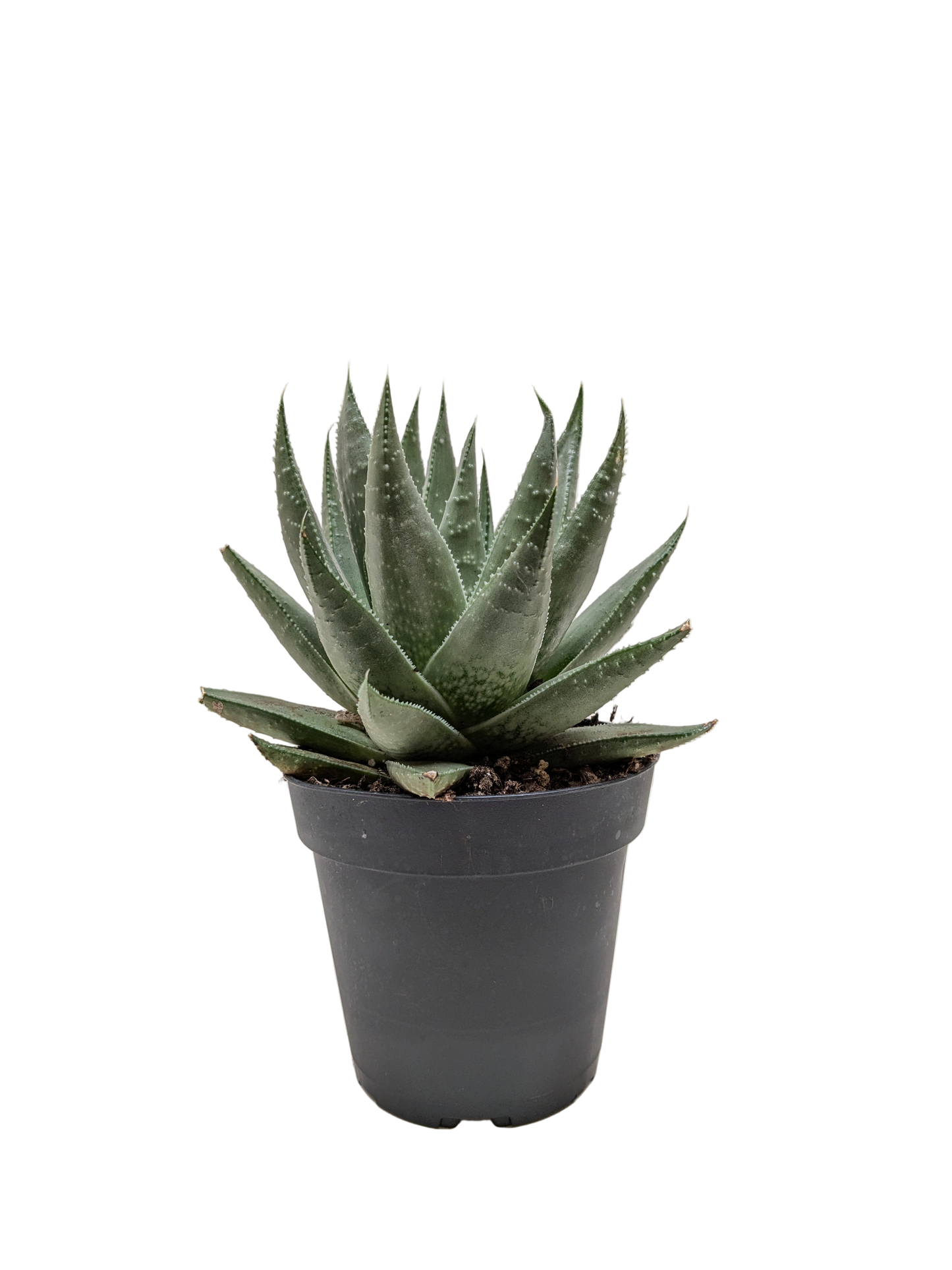 Succulent Haworthia Savanna