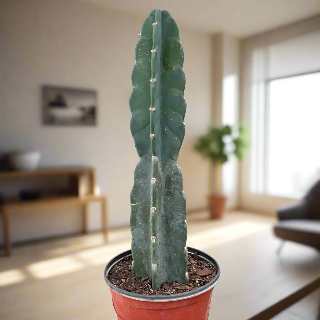Succulent Cereus Cuddly Cactus