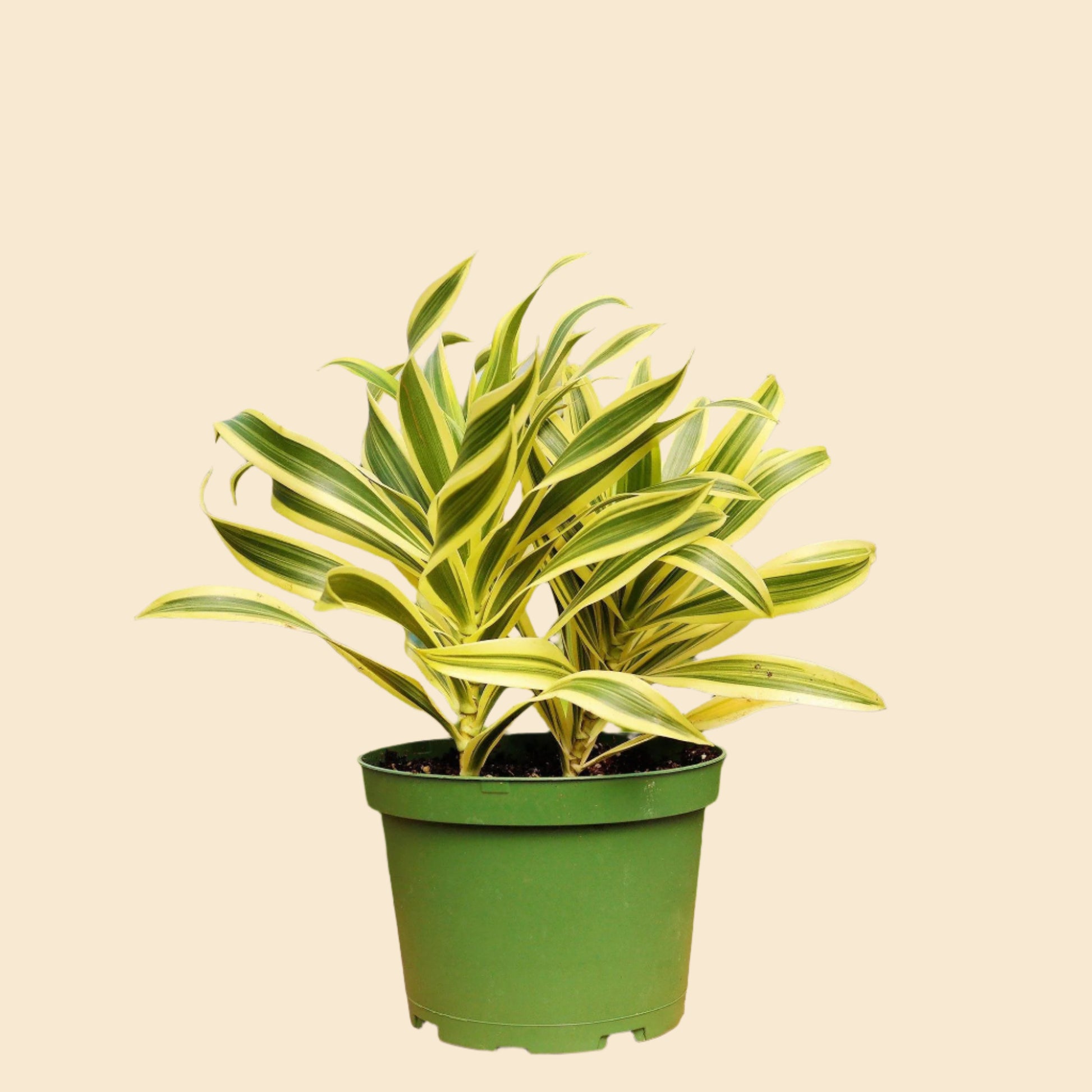 monthly indoor plant subscription One Mystery Plant Monthly Subscription Box – Pricks and Giggles