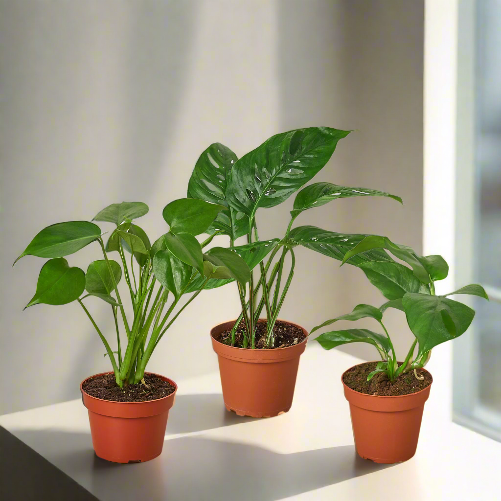 Monstera Bundle