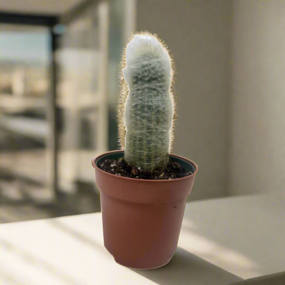 old man succulent Succulent Cactus Old Man – Pricks and Giggles