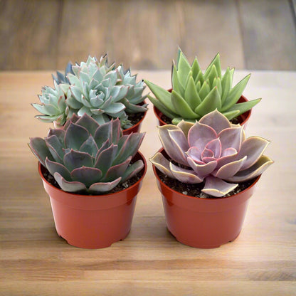 2" Succulent Variety Packs