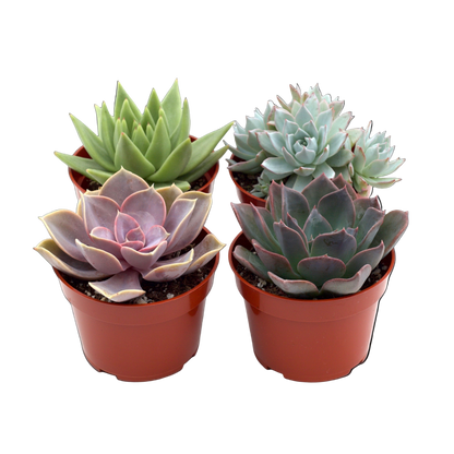 2" Succulent Variety Packs